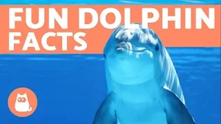 10 Facts About DOLPHINS from Scientific Studies