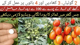 How to grow tomatoes at home |Full information from seeds to harvest