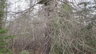 Another Old Public Land Tree Stand