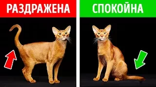 Как Узнать, Что Чувствует Ваша Кошка