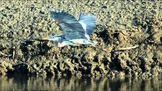 Delmarva's Shorebird: The Great Blue Heron