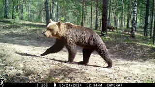 Керженский заповедник два медведя 2024