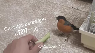 Домашний снегирь