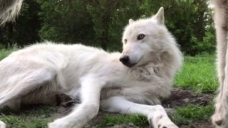 Adorable Wolf Whines and Paws at Brother to Play