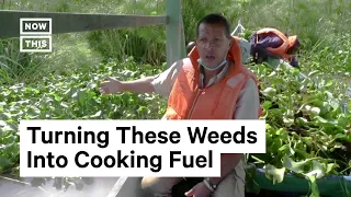 Kenyan Entrepreneur Turns Invasive Plant into Clean Cooking Fuel