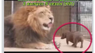 Улетное видео по русски ! 2 выпуск 5 сезон (HD)