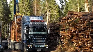 Scania R730 6X4 Timber Truck Loading