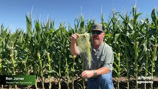 Determining Successful Corn Pollination