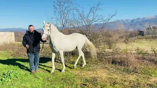 Kuajt e Gazit Burrel! Arabian Horse Albania 🇦🇱!