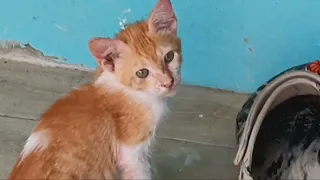 The little cute cat play / funny cat video / cuteness overload cat / orange cat