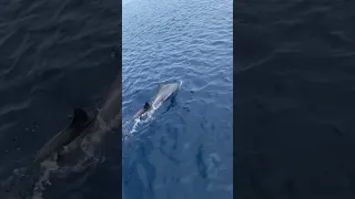 Playful Dolphin Swimming Next to a Boat
