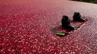 Wakeboarding a cranberry bog - Episode 3 - Red Bull Winch Sessions