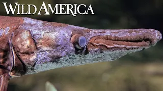 Wild America | S6 E10 Fantastic Fishes | Full Episode HD