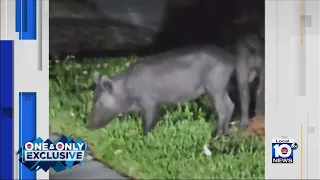 South Florida residents alarmed by wild hog invasion