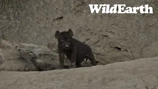 WildEarth - Sunset Safari -22 May 2023