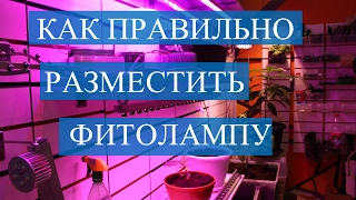 Фитолампы. Как правильно разместить фитолампу.