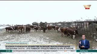 На павлодарских фермах успешно разводят высокопородный скот