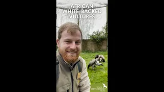 Working alongside African White-backed Vultures