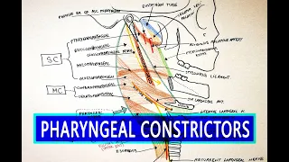 Pharyngeal Constrictors | Pharynx Anatomy