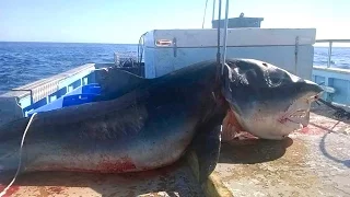 caught a giant shark. У берегов Австралии выловлена редкая гигантская акула.