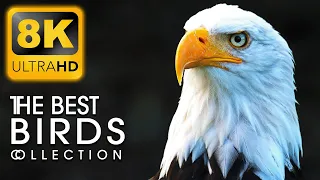THE BEST BIRDS 8K HDR 60fps - Bird Collection in 8K Video Ultra HD