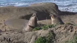 Ano Nuevo Elephant Seals January 2015