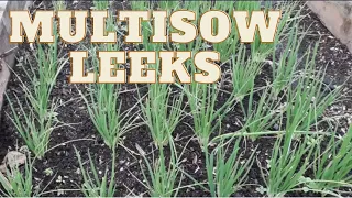 Multisow Leeks [Gardening Allotment UK] [Grow Vegetables At Home ]