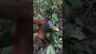 Macacos agonizando na Amazônia. ??? Monkeys dying in the Amazon. ???