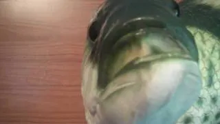 ***BIG MOUTH BILLY BASS*** (Jumbo Singing Fish)