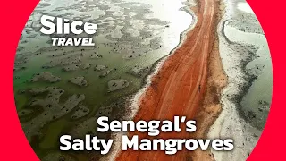 Mangroves Magic: Safeguarding the Unique Ecosystem of Senegal's Saloum Delta | SLICE TRAVEL