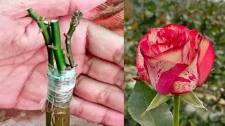 Rose Plant Grafting Simple And Easy | How To Graft Rose