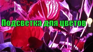 Подсветка комнатных цветов фитолампой