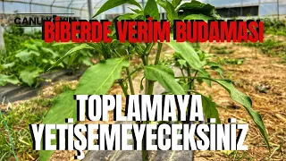 Toplamaya Yetişemeyeceksiniz / Biber’de Verim Budaması / Canlı Yayın