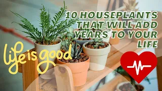 10 houseplants that will add years to your life #indoorplant #houseplants #greenhavengrows #plants