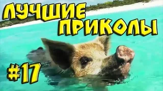 Лучшие приколы #17 ║ Coub & Fails video