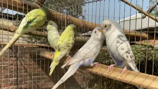 Parakeets Singing and Chirping | Singing Budgie - Happy Song | Most Beautiful Budgie Songs Ever