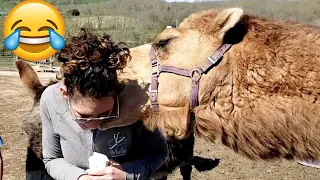 Camels Attack caught on camera - Camels Funny Compilation || PETASTIC 🐾