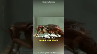 This Wasp Turns Cockroaches Into Zombies