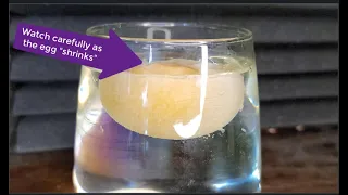 The egg osmosis experiment