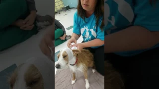 How to bandage a dog's bloody ear