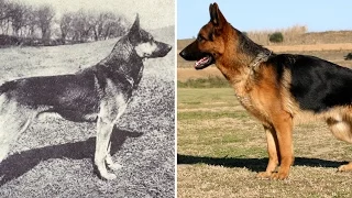 Here's what popular dog breeds looked like before and after 100 years of breeding