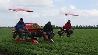 Selecteren van Pootaardappels in de Noordoostpolder