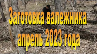 Сбор валежника 10.04.2023