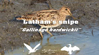 Latham’s Snipe "Gallinago hardwickii" I