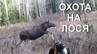 Охота НА ЛОСЯ. Где мои трофейные рога?