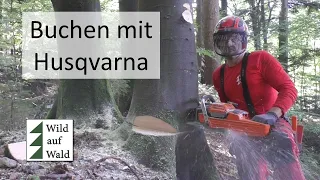 🌲2 BRENNHOLZ Buchen fällen, mit Zugleisten Trennschnitt aufarbeiten #wildaufwald