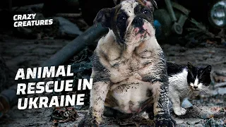 What Happens to Animals During the Invasion of Ukraine?
