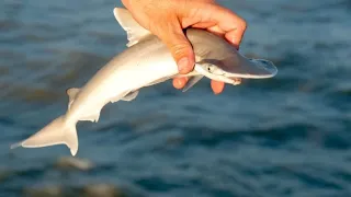 My baby caught a baby shark 🦈 on the 2021 Sea-Doo Fish Pro