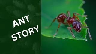 English story for kids/ant story/story for kids/kindergarten story/bed time story