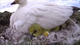 Snow Geese worried about the threat of Arctic Fox